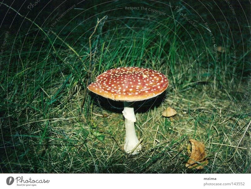 ein männlein steht im walde... Pilz Fliegenpilz Wiese Schatten Licht rot ästhetisch weiß