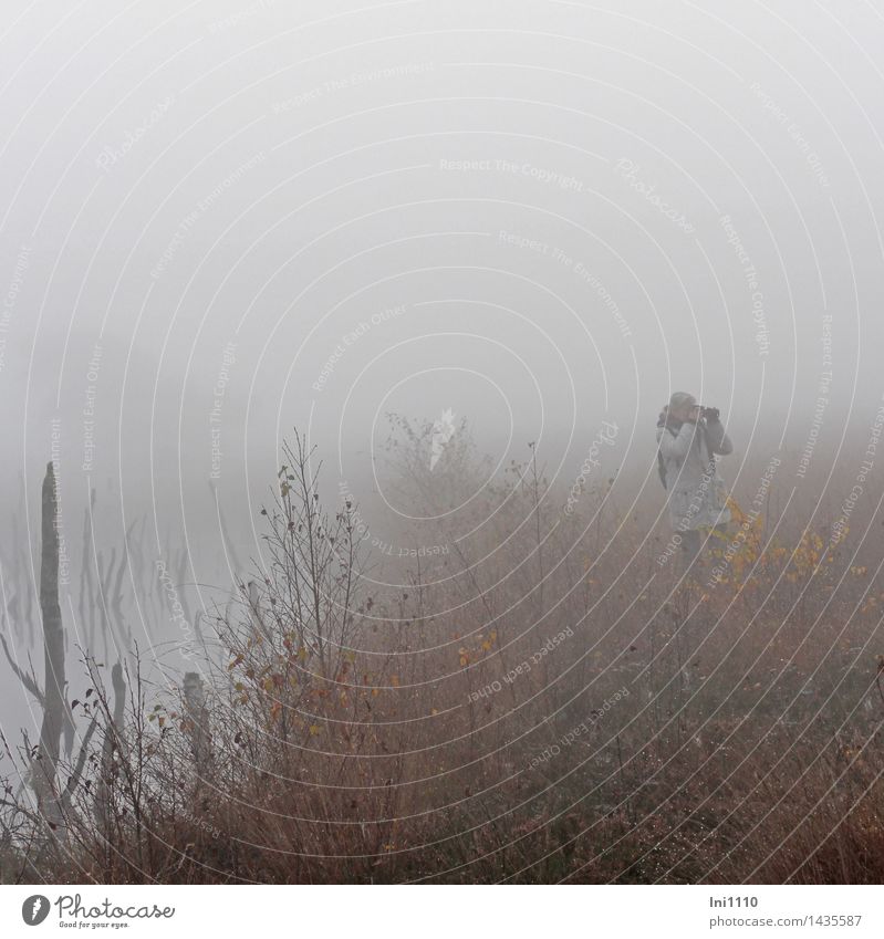 Nebel im Moor Landschaft Pflanze Wasser Herbst beobachten entdecken außergewöhnlich fantastisch kalt natürlich schön braun mehrfarbig grau rot schwarz weiß