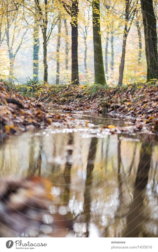 Herbstbach Ferien & Urlaub & Reisen Tourismus wandern Umwelt Natur Landschaft Pflanze Wasser Schönes Wetter Baum Blatt Park Wald Teich See Bach Fluss