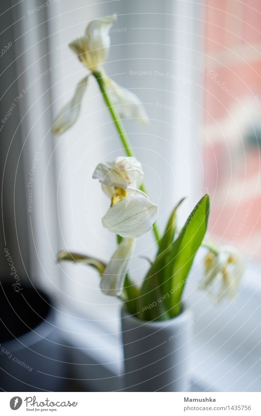 Verblüht. Fitness Leben Wohlgefühl Zufriedenheit Häusliches Leben Wohnung Innenarchitektur Dekoration & Verzierung Küche Natur Pflanze Frühling Blume Tulpe