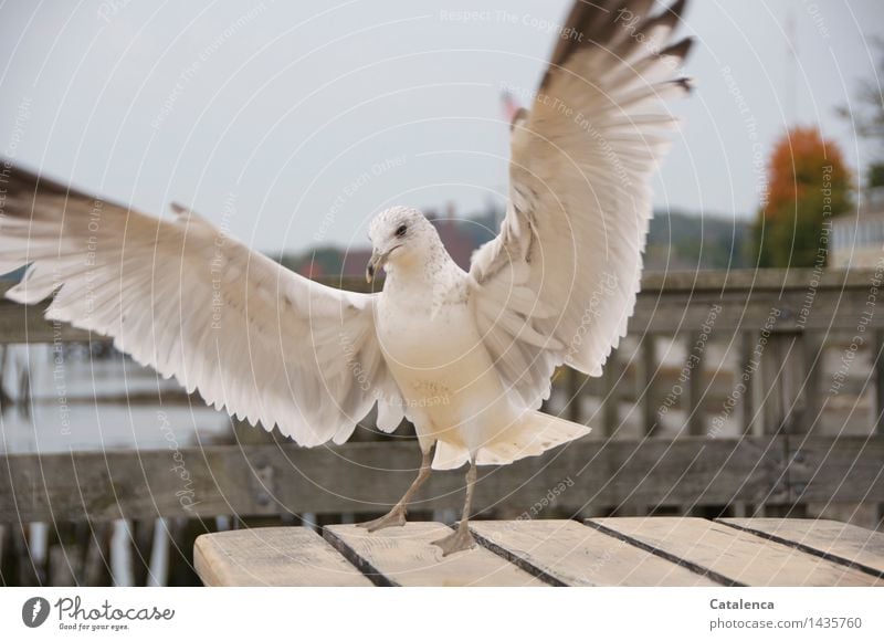 Freche Möge breitet die Flügel aus Meer Natur Tier Wildtier Vogel Möwe 1 Feder fliegen Neugier wild schwarz weiß Appetit & Hunger Farbfoto Gedeckte Farben