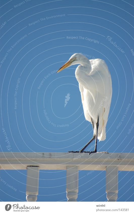 Zwischenlandung Vogel weiß Neugier Appetit & Hunger Interesse Reiher Himmel blau Schönes Wetter rein silber hell-blau Kontrast Sommer heiß