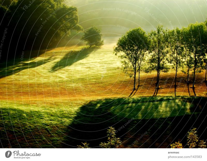 Morgensonne Wald grün Sonnenstrahlen Nebel Licht Sonnenaufgang Golfplatz Ballsport Park Landschaft Natur