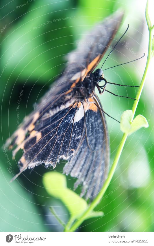 halt finden Natur Pflanze Tier Frühling Sommer Baum Sträucher Blatt Garten Park Wiese Wildtier Schmetterling Tiergesicht Flügel 1 beobachten Erholung fliegen