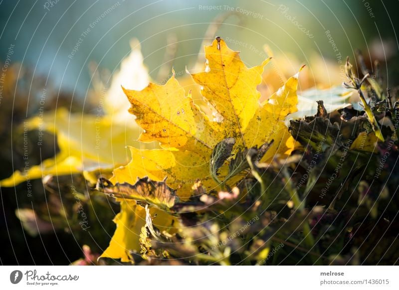 letztes Herbstleuchten elegant Stil Natur Erde Schönes Wetter Herbstlaub verdörrte Blätter Blatt Pflanzenteile Garten Park Farbfleck Lichtspiel Lichteinfall