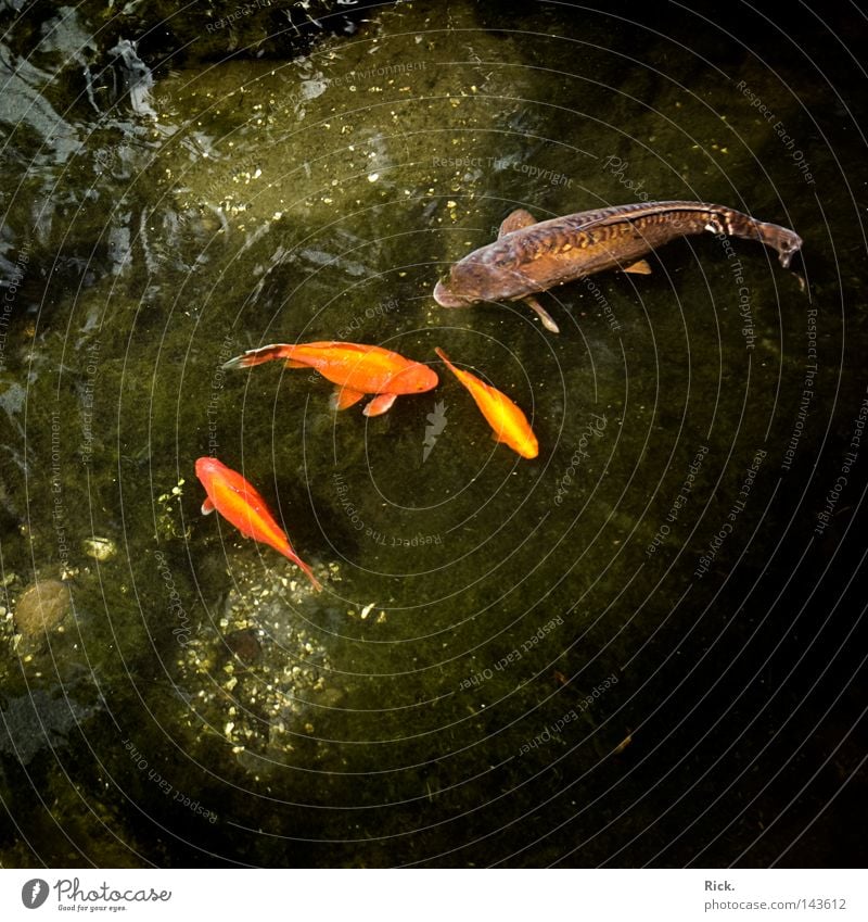 .Ich bin hier der Chef! Goldfisch Piranha Appetit & Hunger grün Reflexion & Spiegelung Koi Wolken Baum Kieme weiß Quadrat Futter Neugier Bruch brechen zart