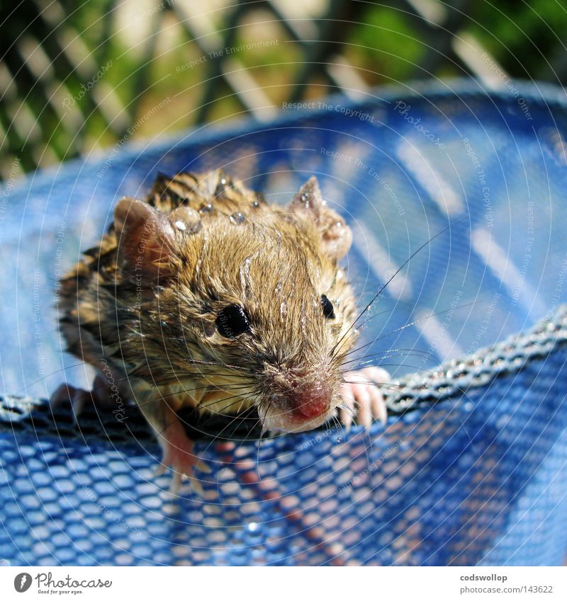 we called him phelps Maus Schwimmbad nass einweichen Strandposten Wasser fangen Rettung Backenbart retten Sicherheit Säugetier rettungsaktion rescued net wet