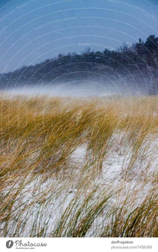 Schneedünen auf Rügen Ferien & Urlaub & Reisen Tourismus Ausflug Abenteuer Ferne Winter Winterurlaub wandern Umwelt Natur Landschaft Pflanze Tier