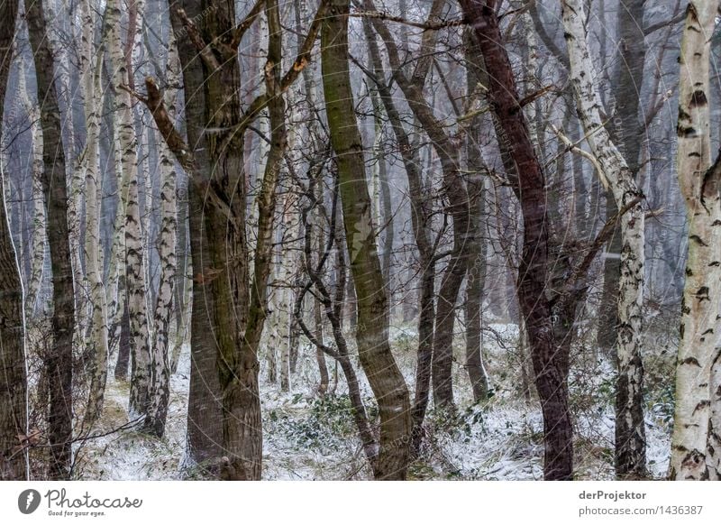 Wandtapete im schlechten Wetter Ferien & Urlaub & Reisen Tourismus Ausflug Abenteuer Ferne Winterurlaub wandern Umwelt Natur Landschaft Pflanze