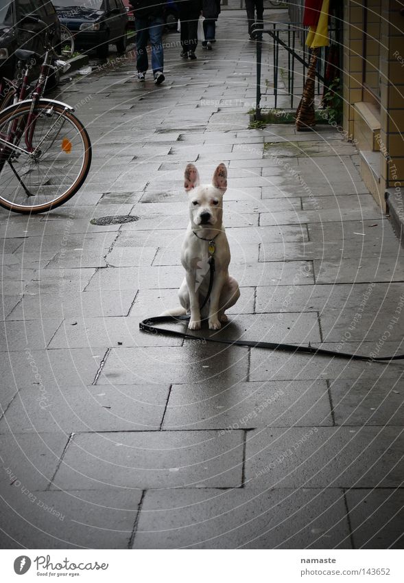 hamburgerdog Hund weiß Schanzenviertel Tier Angst Wege & Pfade Barriere Bürgersteig Straße Dogge Aggression schön hundeleine Agression Straßenhund