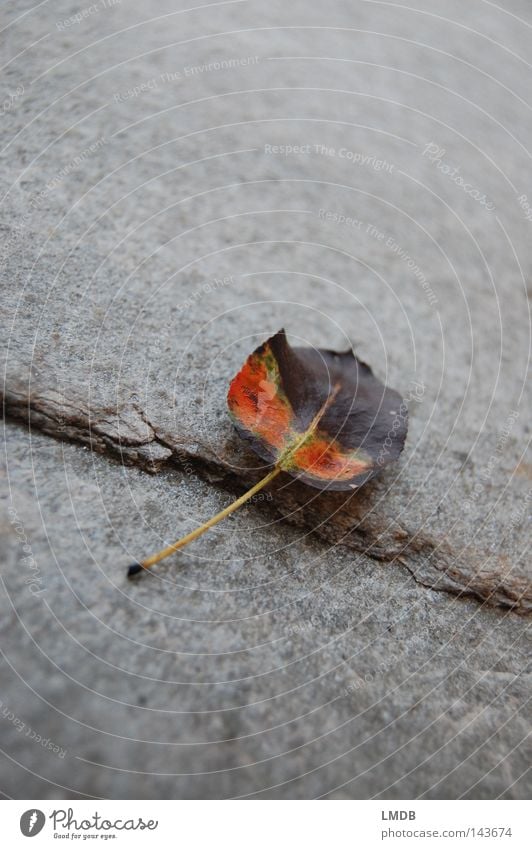 Buntes Apfelblatt Blatt Baum welk braun gelb grün Stengel Pflanze ruhig Erholung Vergänglichkeit Tod sensibel Trauer Abschied Souvenir diagonal grau Herbst