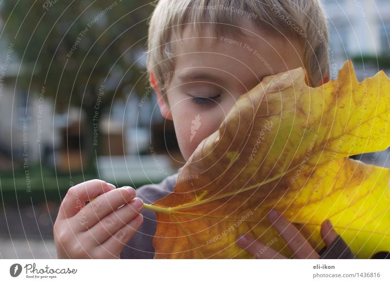 Ich kann den Herbst riechen Mensch Kind Junge Kindheit 1 3-8 Jahre Blatt genießen friedlich achtsam ruhig Zufriedenheit Duft erleben Gefühle Gelassenheit