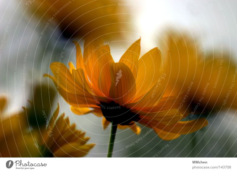 Spätsommer Sommer Herbst gelb Blume Pflanze Blüte grün weiß Licht Vorgarten Park