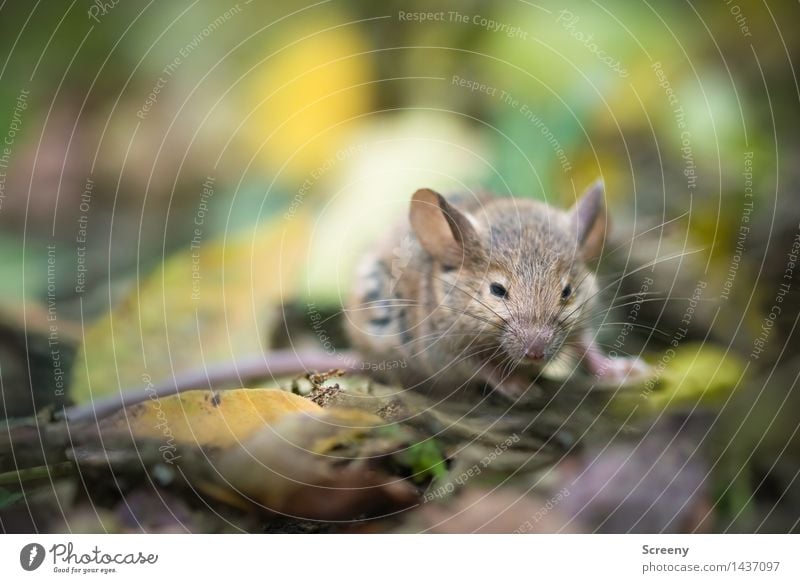 Mäusken Natur Pflanze Tier Erde Herbst Blatt Wiese Wald Wildtier Maus 1 krabbeln klein wild braun grau grün Ohr Farbfoto Nahaufnahme Makroaufnahme Menschenleer