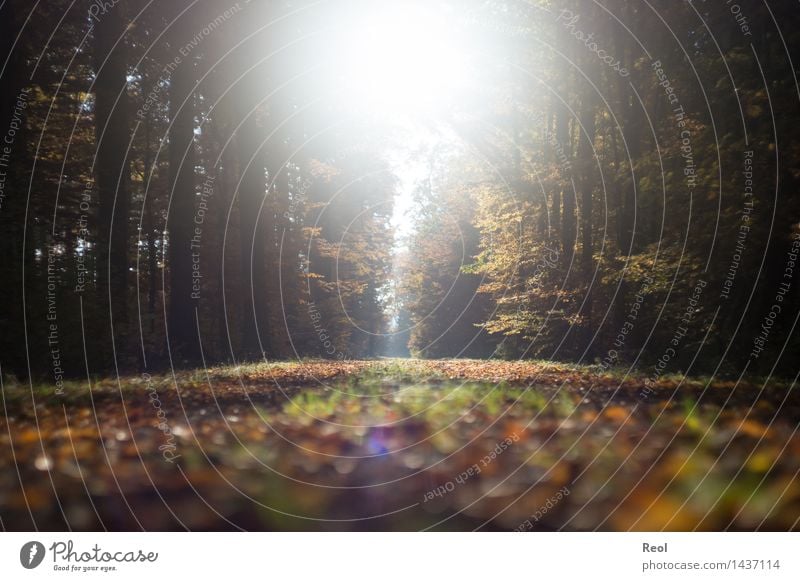 Licht Natur Landschaft Sonne Sonnenlicht Herbst Schönes Wetter Pflanze Baum Blatt Laubwald Wald Fußweg hell Geborgenheit Gegenlicht lichtvoll schön ruhig