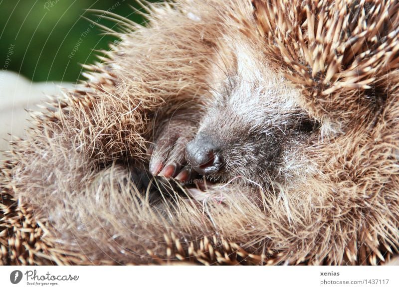 Kleiner Igel Tier Krallen Erinaceus europaeus Säugetier schlafen rund stachelig braun Winterschlaf hedgehog niedlich Natur Lebensraum Tierporträt Garten