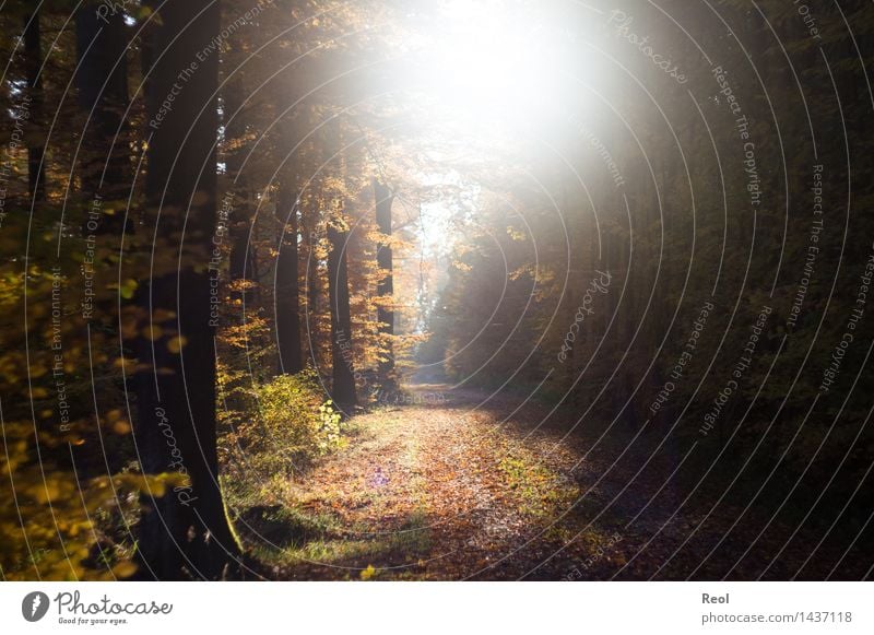 Herbstsonne Natur Landschaft Urelemente Sonne Sonnenlicht Schönes Wetter Baum Blatt Buche Wald Buchenwald Wege & Pfade Fußweg Schotterweg hell wild braun