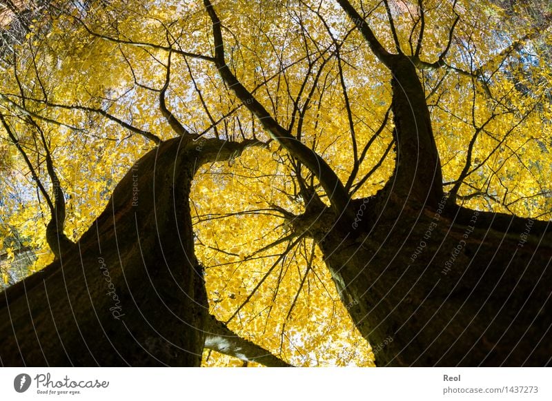 Baumwelten III Umwelt Natur Pflanze Herbst Schönes Wetter Blatt Wildpflanze Laubbaum Blätterdach Baumkrone Baumstamm Wald Wachstum wild gelb schwarz