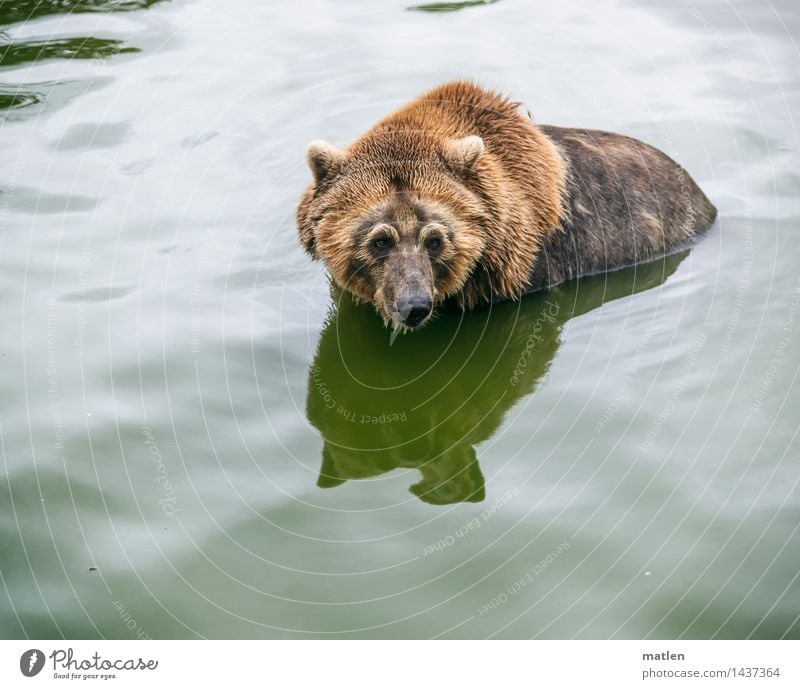 Wo bin ich hier Tier Schwimmen & Baden braun grün Reinlichkeit Sauberkeit Bär Wasser unentschlossen Farbfoto Gedeckte Farben Außenaufnahme Nahaufnahme