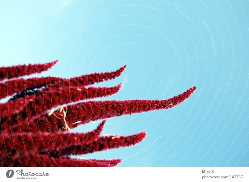 Flauschige Tentakel Farbfoto Gemüse Sommer Pflanze Himmel Schönes Wetter Blüte Wiese Wachstum weich blau rot Rote Beete Rüben Blumenwiese Gemüsegarten bläulich