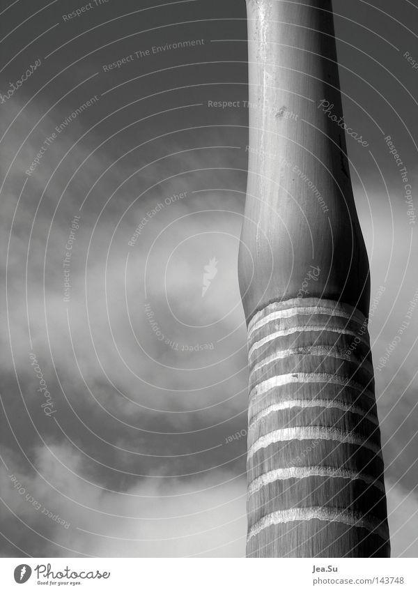 Strukturen Palme Wolken Baum Symmetrie Schwarzweißfoto schön Strukturen & Formen Natur Himmel