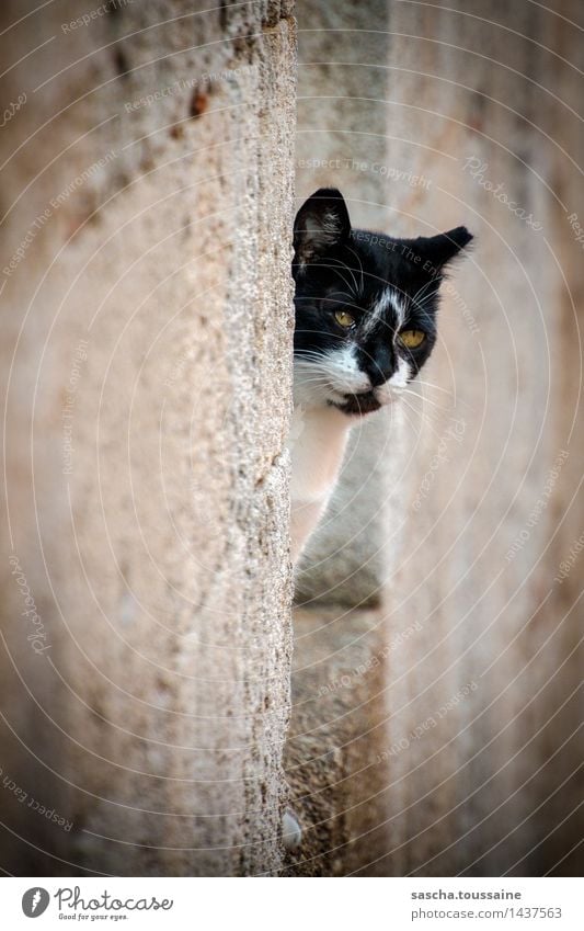 Blickkontakt elegant Athen Griechenland Altstadt Mauer Wand Fassade Haustier Wildtier Katze Tiergesicht Fell Pfote 1 Stein beobachten hocken hören Lächeln