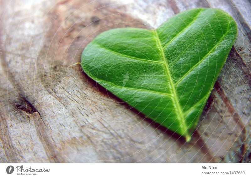 grünes herz Pflanze Blatt Warmherzigkeit Sympathie Zusammensein Liebe Verliebtheit Romantik dankbar Herz Holz Kräuter & Gewürze herzförmig Glück Grüner Daumen