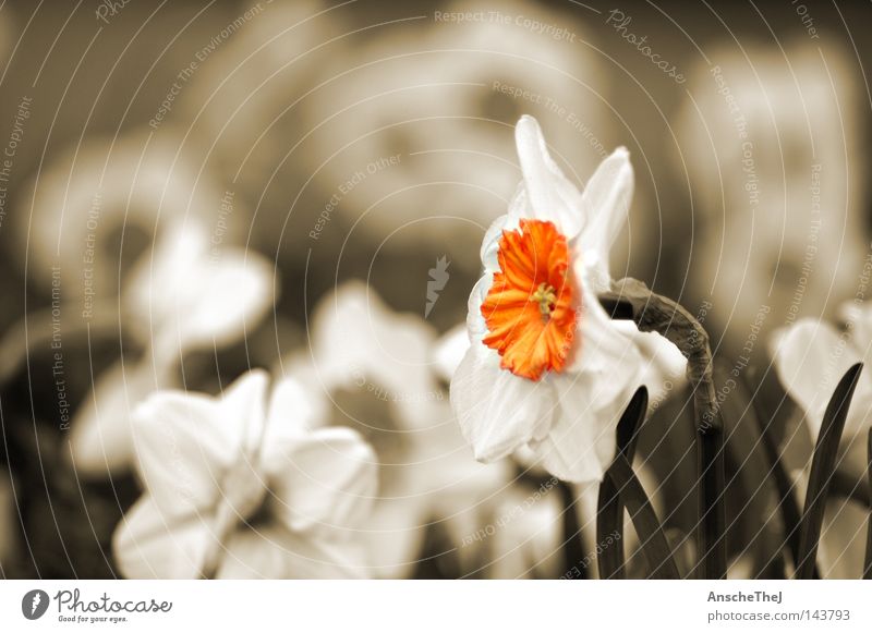 das gelbe vom ei Blume Frühling Blüte Sepia Gelbe Narzisse Wiese Deutschland Blühend Pflanze