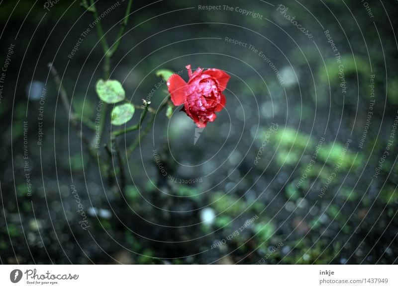 Es ist kalt. Natur Pflanze Herbst Winter Klima Klimawandel Wetter schlechtes Wetter Regen Eis Frost Blume Rose Blüte Garten Rosengarten Rosenblüte nass schön