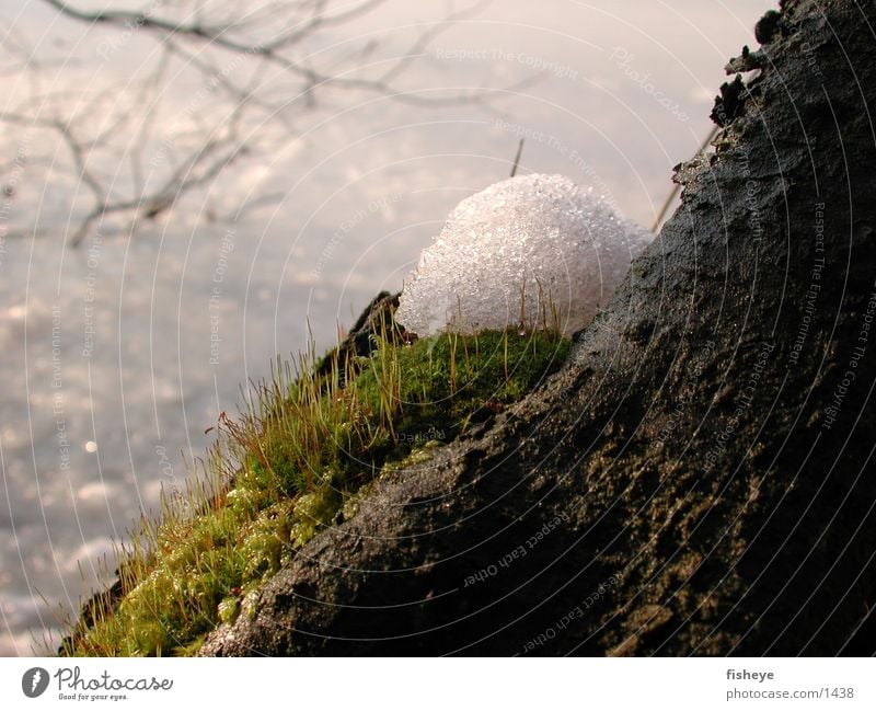 Tauwetter Frühling Winter Schnee Moos