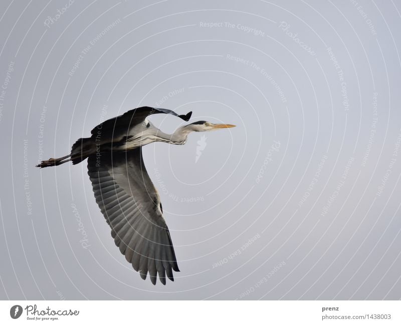 Reiher Umwelt Natur Tier Himmel Herbst schlechtes Wetter Wildtier Vogel 1 grau Graureiher fliegend Berlin Farbfoto Außenaufnahme Menschenleer