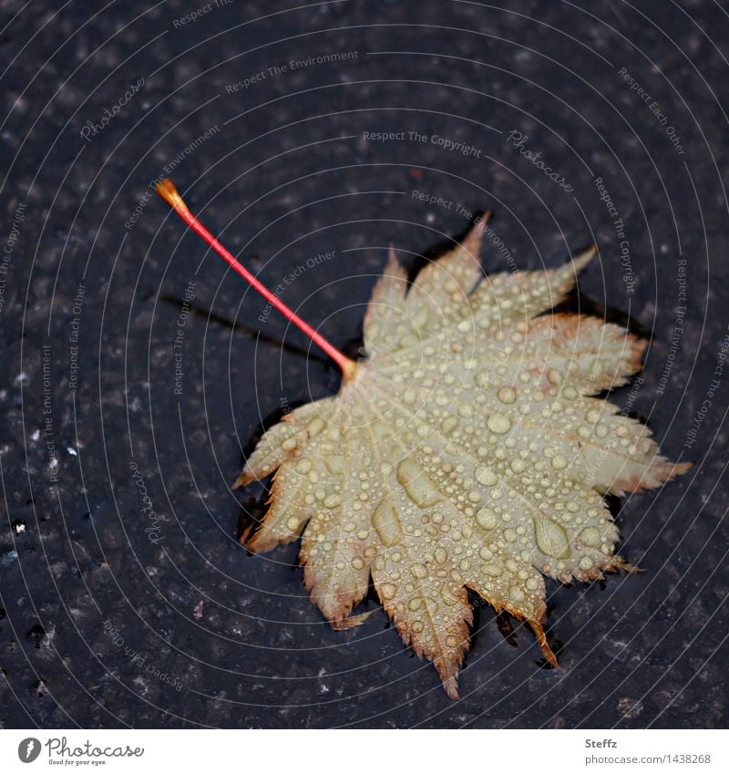 Herbstblatt im Regen Ahornblatt Regentropfen Tropfen herbstliche Impression Herbstregen gefallenes Blatt Herbstlaub Blattadern Oktober November Herbstgefühle