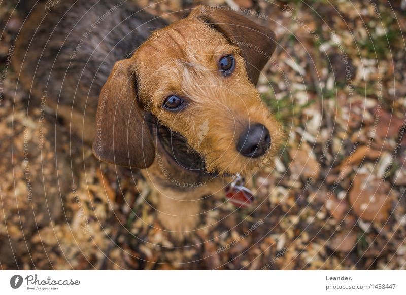 Dackel Tier Haustier Hund 1 Fährte Abenteuer Glück Identität einzigartig Rauhaardackel Blick niedlich klein Welpe Farbfoto Gedeckte Farben Außenaufnahme