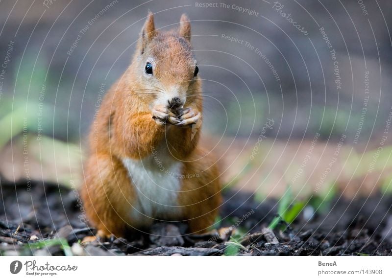 Eichhorn Eichhörnchen Nagetiere orange braun Fell nagen Fressen Ernährung Futter sitzen Blick entdecken Tier Boden Schatten Natur Säugetier Europa Sciurus