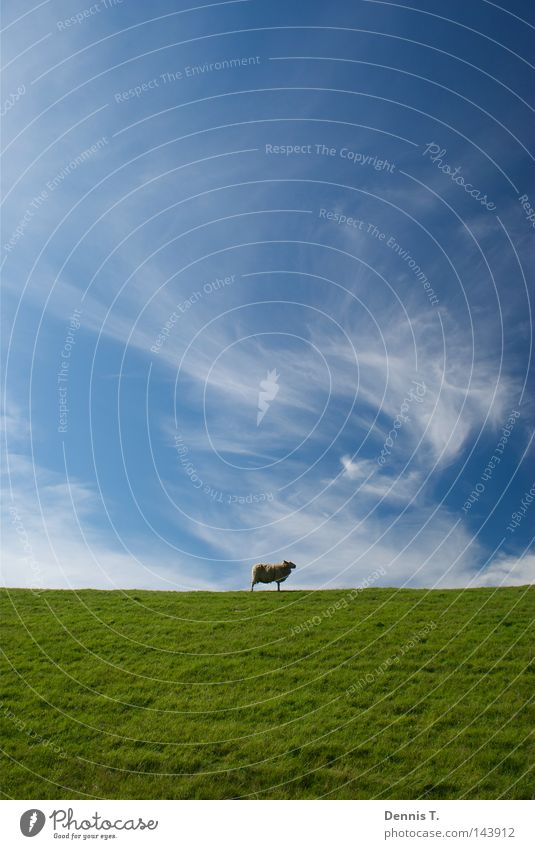 Määäh #3 Ernährung Ferne Sommer Natur Tier Himmel Wolken Gras Wiese Feld Nordsee Herde weich blau gold grün weiß Sehnsucht Schaf Deich undefined Wattenmeer