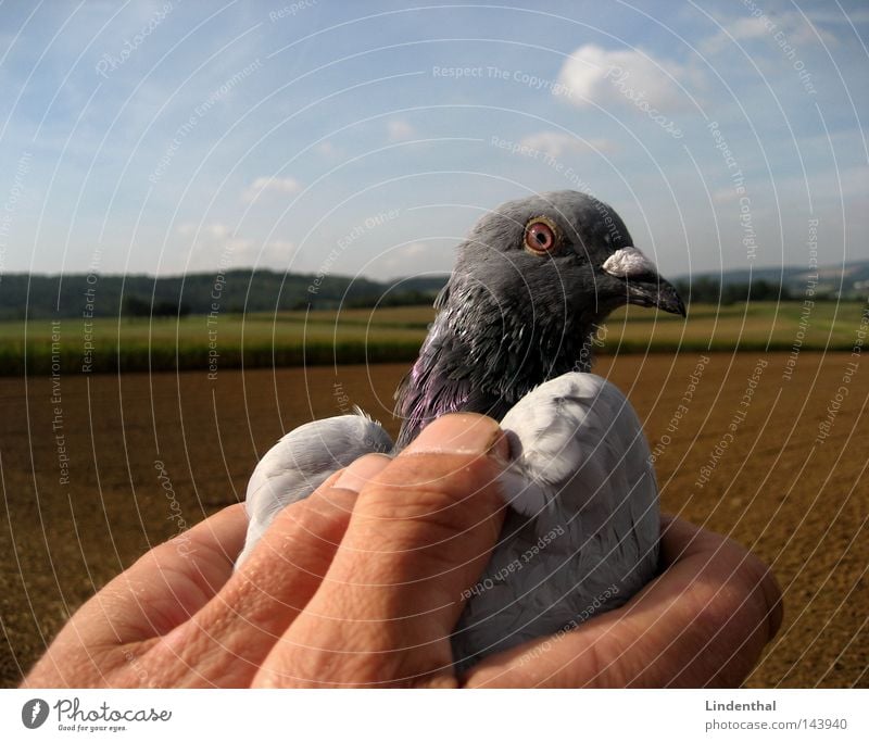 SET HER FREE I Taube Hand gefangen freilassen Finger festhalten Streicheln Horizont Brieftaube Vogel fliegen Freiheit Himmel Luftverkehr