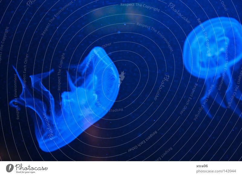 tanz der quallen Qualle Tier blau durchsichtig durchscheinend Nesseltiere Wasser Meer Fisch meeresbewohner