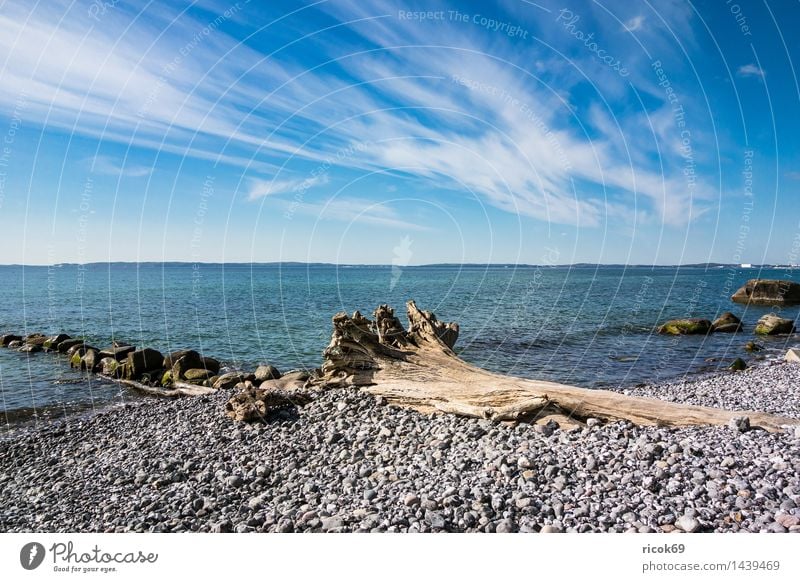 Ostseeküste auf der Insel Rügen Erholung Ferien & Urlaub & Reisen Natur Landschaft Wolken Baum Küste Meer Sehenswürdigkeit Stein blau Romantik Idylle Tourismus