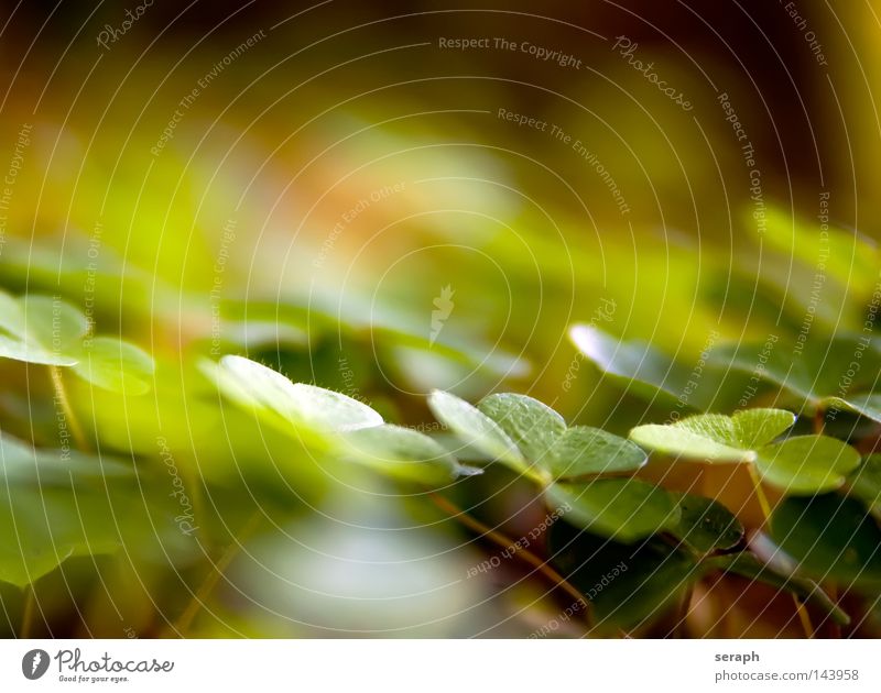 Waldklee Klee grün Wiese Feld Kleeblatt Blatt Glücksbringer Volksglaube Suche Stengel Stil Umwelt Pflanze Heilpflanzen Ethnobotanik Ethnologie Hintergrundbild