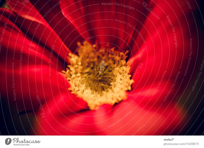 Schmuckkörbchen II Blume Blüte Blühend nah gelb rot Duft zart Blütenblatt Makroaufnahme Textfreiraum rechts Unschärfe Schwache Tiefenschärfe