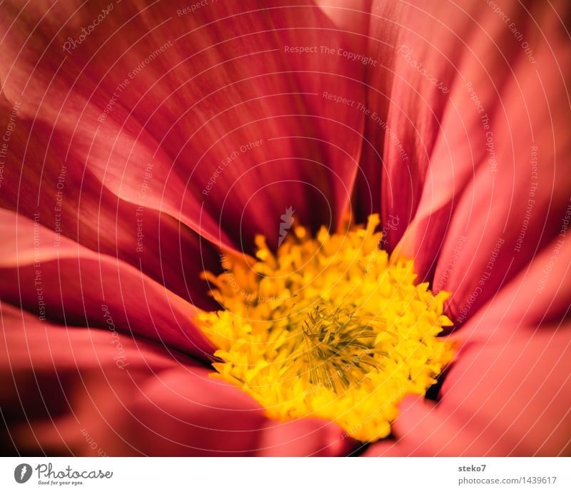 Cosmea Blume Blüte Schmuckkörbchen Blühend weich gelb rot Duft zart Blütenblatt Makroaufnahme Textfreiraum oben