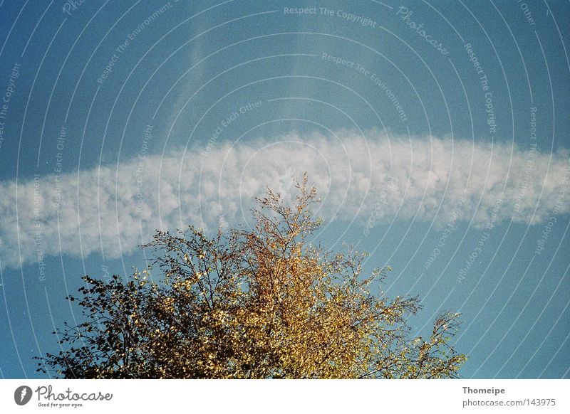 Worpsweder Herbst Wolken Baumkrone Laubbaum Park Abend Landkreis Osterholz Natur