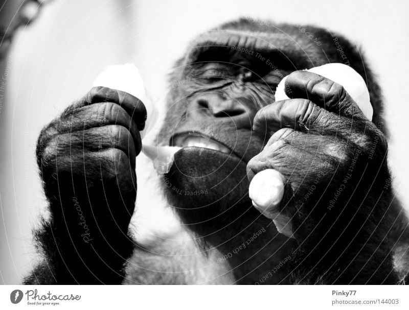 I went to the zoo.. Gorilla Affen Tier Zoo Tiergarten Ernährung Mahlzeit lecker schwarz weiß Hand Menschenaffen Studie Futter Maul bedrohlich ausgestorben