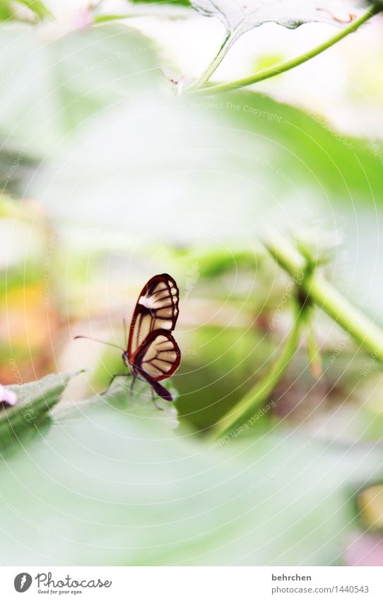 klein, aber fein Natur Pflanze Tier Frühling Sommer Schönes Wetter Baum Blatt Garten Park Wiese Wildtier Schmetterling Flügel 1 beobachten Erholung fliegen