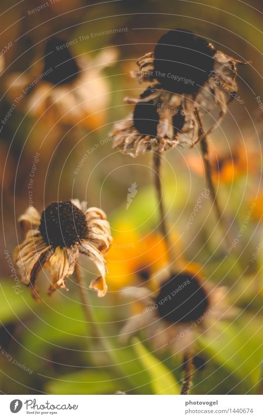 Imperfection Natur Pflanze Herbst Blume Blüte Blütenpflanze Garten alt dunkel trocken braun gelb grün schwarz Traurigkeit Trauer unbeständig Vergänglichkeit