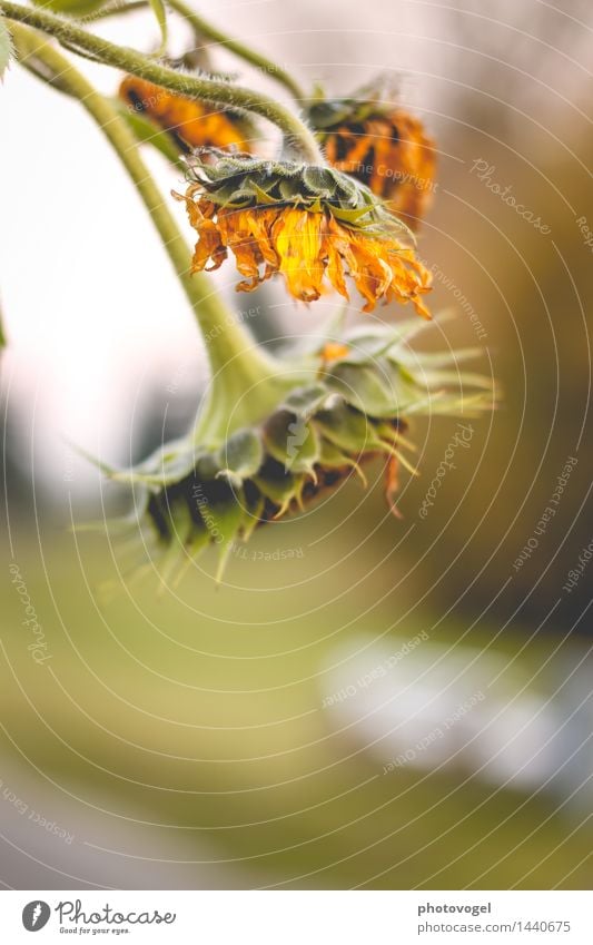 Abhängen Umwelt Natur Pflanze Blume Blüte Sonnenblume Garten alt verblüht authentisch trocken gelb grün Traurigkeit Sorge Trauer unbeständig Vergänglichkeit