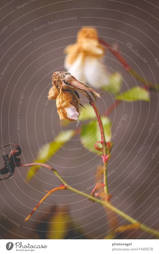 Imperfection III Umwelt Natur Pflanze Herbst Blume Rose Blatt Blüte Garten alt verblüht authentisch grün weiß Traurigkeit Tod Einsamkeit Farbfoto Außenaufnahme