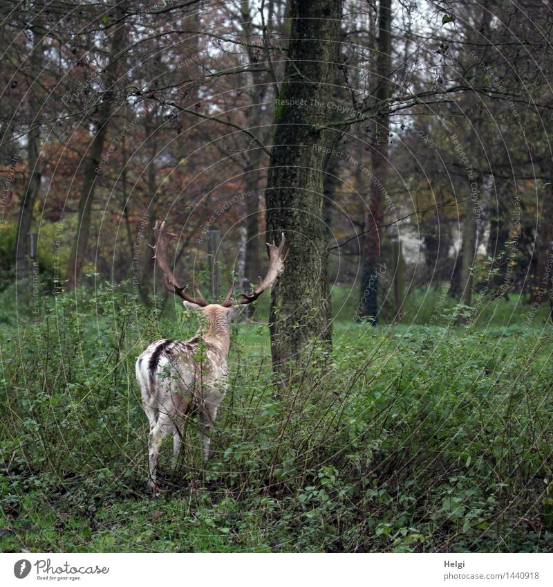 ich will nicht modeln... Umwelt Natur Landschaft Pflanze Tier Herbst Baum Park Wildtier 1 Bewegung gehen authentisch einzigartig natürlich braun grau grün