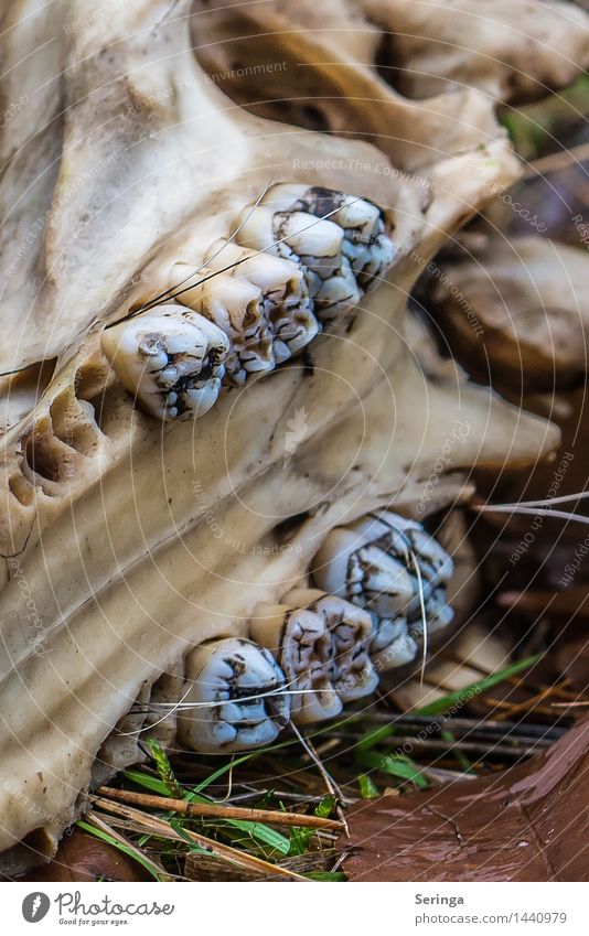 Schädel im Wald 1 Natur Tier Wildtier Totes Tier beobachten Tierschädel Skelett Farbfoto mehrfarbig Außenaufnahme Nahaufnahme Detailaufnahme Menschenleer Tag