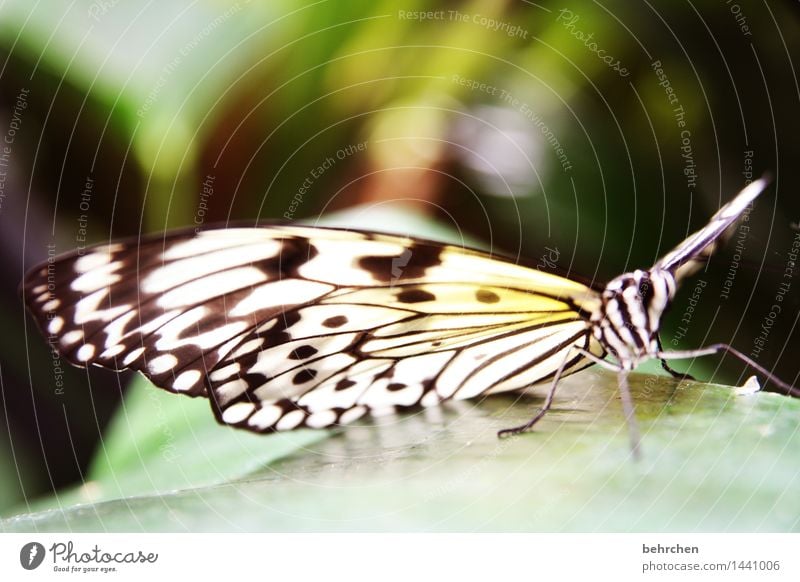 heute schmeiß ich eine runde... Natur Pflanze Tier Frühling Sommer Baum Sträucher Blatt Garten Park Wiese Wildtier Schmetterling Tiergesicht Flügel